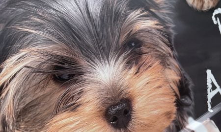 Wagmor Pet vehicle wrap21