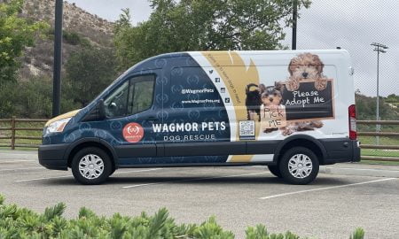 Wagmor Pet vehicle wrap31